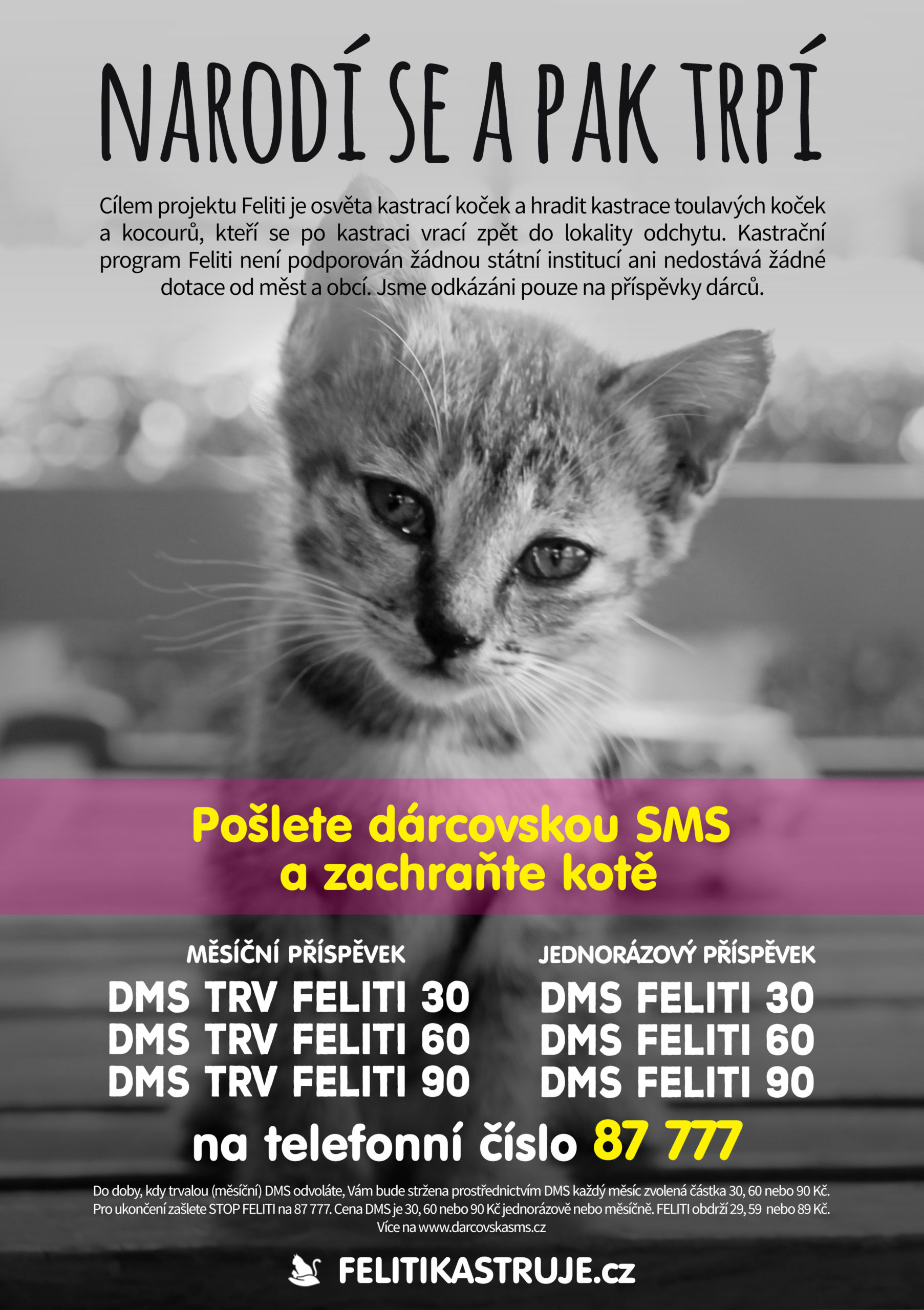 Leták - DMS kastrace koček