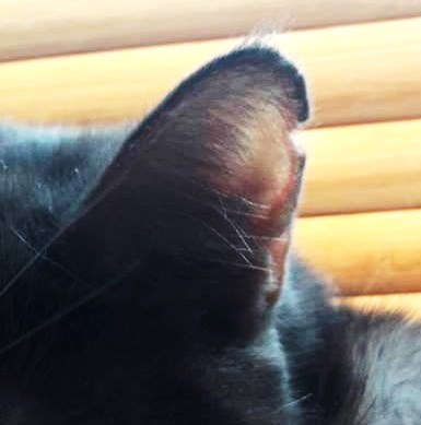 Cvik - značka v uchu kočky po kastraci