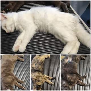 Může jít o obrázek dog a cat