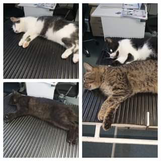 Může jít o obrázek cat a indoor