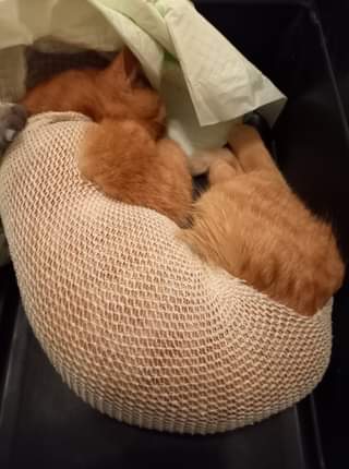 Může jít o obrázek pes, kočka a indoor