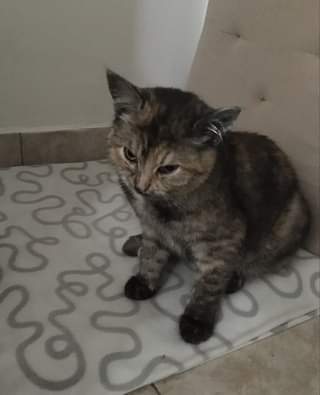 Může jít o obrázek kočka