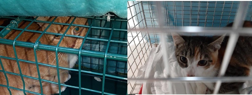 PROJEKT-FELITI-KASTRUJE-–-PŘÍBĚH-č.-2513-2514.jpeg PROJEKT FELITI KASTRUJE – PŘÍBĚH č. 2513-2514...