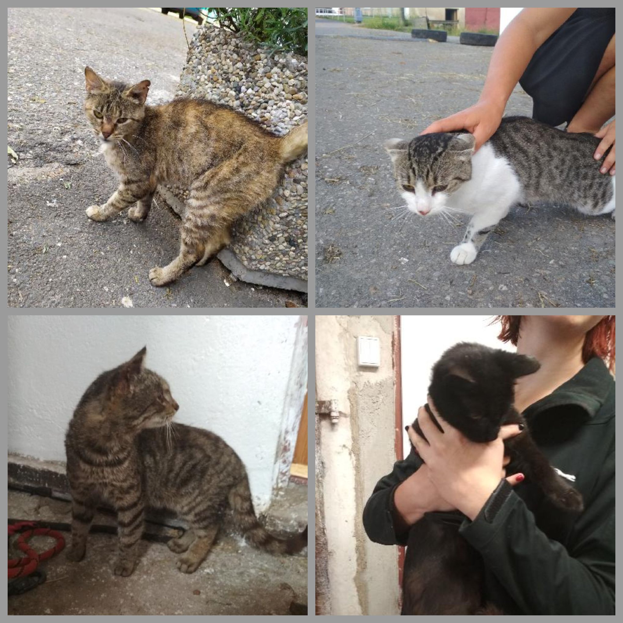 PROJEKT-FELITI-KASTRUJE-–-PŘÍBĚH-č.-2532-2535.jpeg PROJEKT FELITI KASTRUJE – PŘÍBĚH č. 2532-2535...