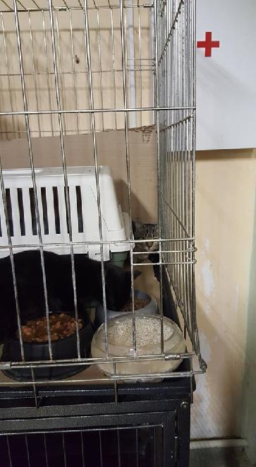 PROJEKT-FELITI-KASTRUJE-–-PŘÍBĚH-č.-2536-2537.jpeg PROJEKT FELITI KASTRUJE – PŘÍBĚH č. 2536-2537...