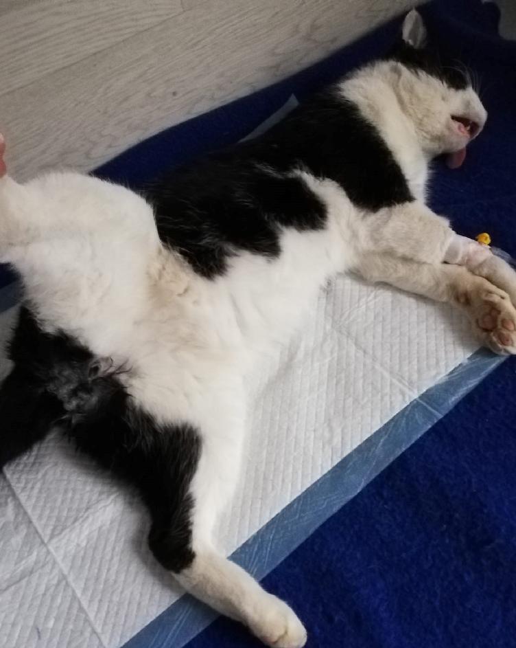 PROJEKT FELITI KASTRUJE – PŘIBĚH č. 3568...
