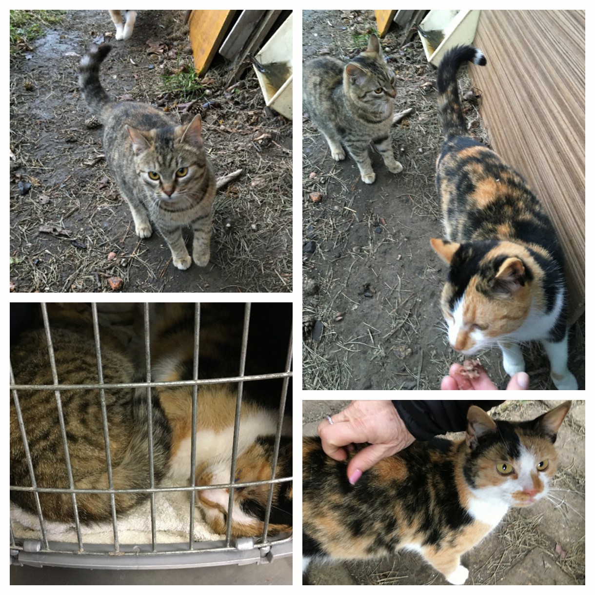 PROJEKT-FELITI-KASTRUJE-–-PŘÍBĚH-č.-3728-3729.jpeg PROJEKT FELITI KASTRUJE – PŘÍBĚH č. 3728-3729...