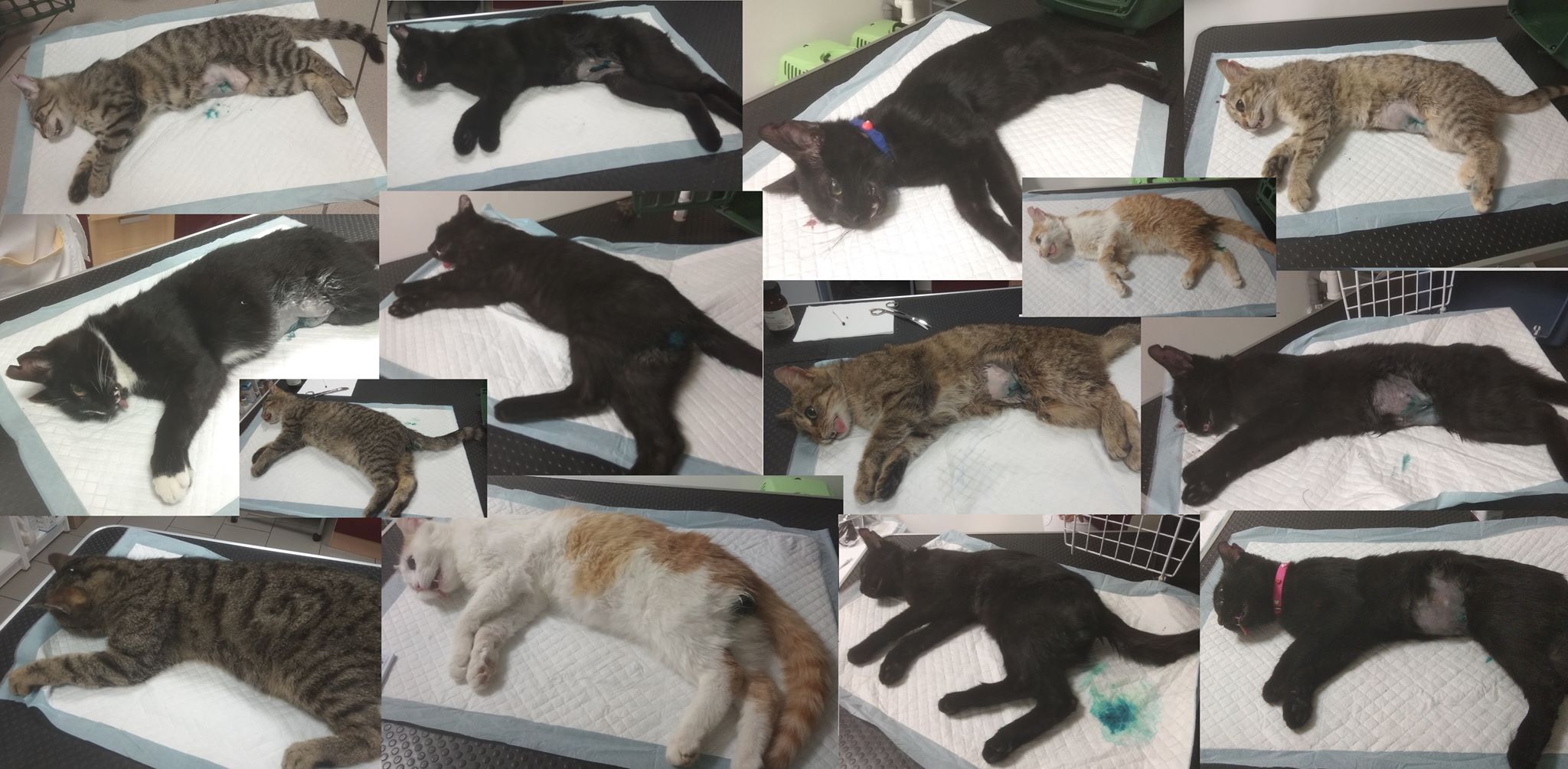 PROJEKT FELITI KASTRUJE – PŘÍBĚH č. 4118-4131...