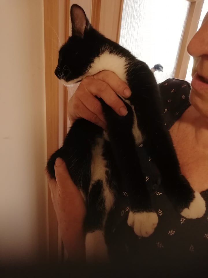PROJEKT FELITI KASTRUJE – PŘÍBĚH č. 4554...
