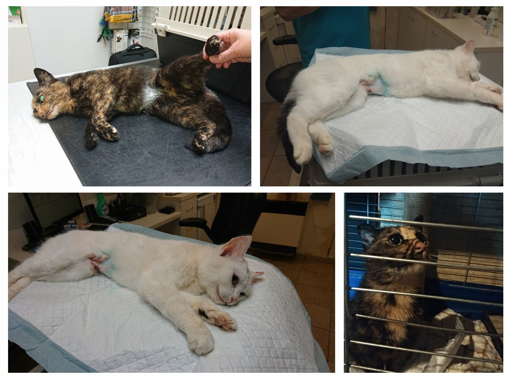 PROJEKT FELITI KASTRUJE – PŘÍBĚH č. 4614-4615...