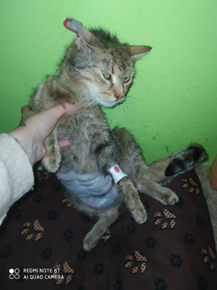 PROJEKT FELITI KASTRUJE – PŘÍBĚH č. 4677...