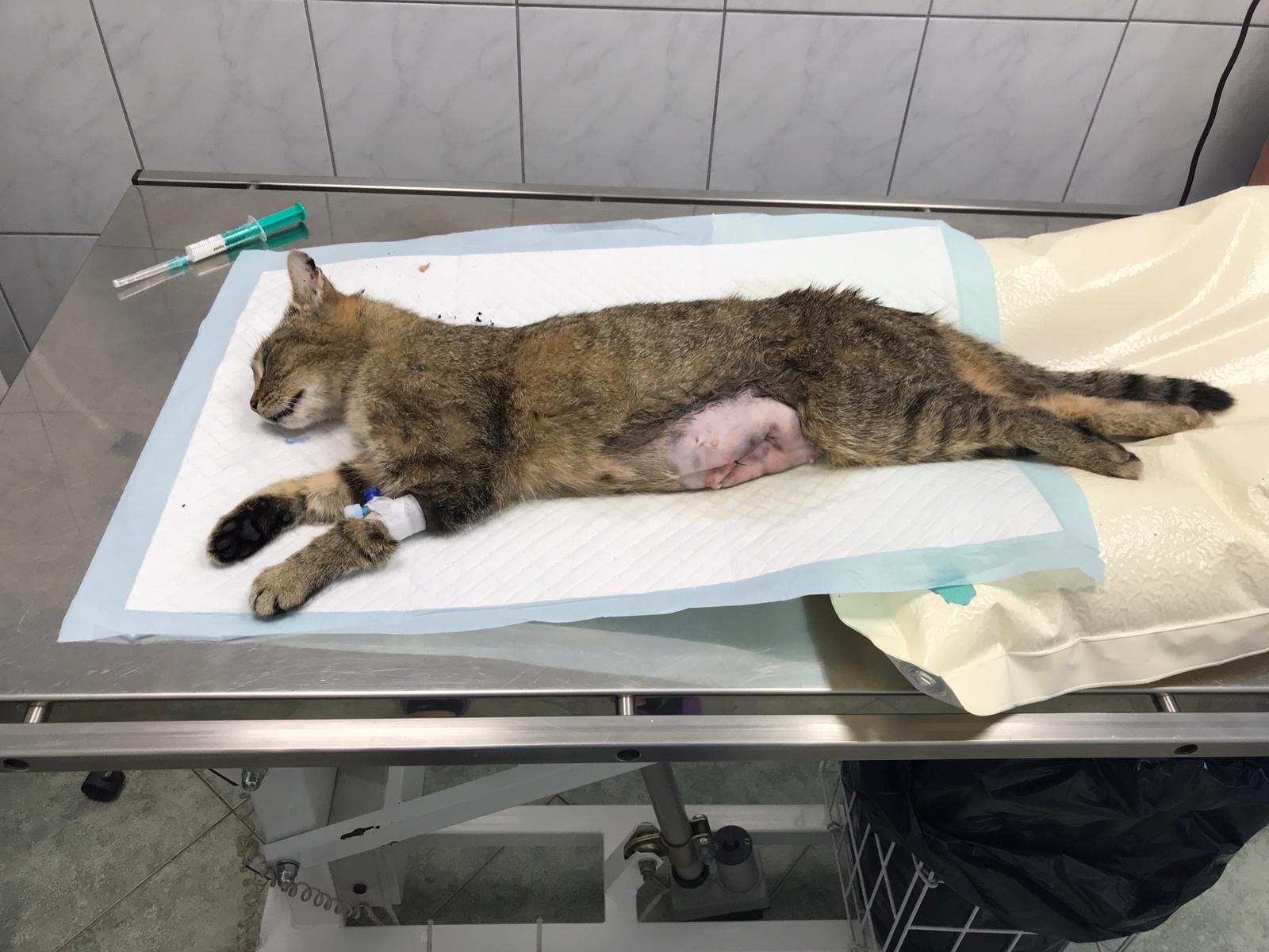 PROJEKT FELITI KASTRUJE – PŘÍBĚH č. 4730...