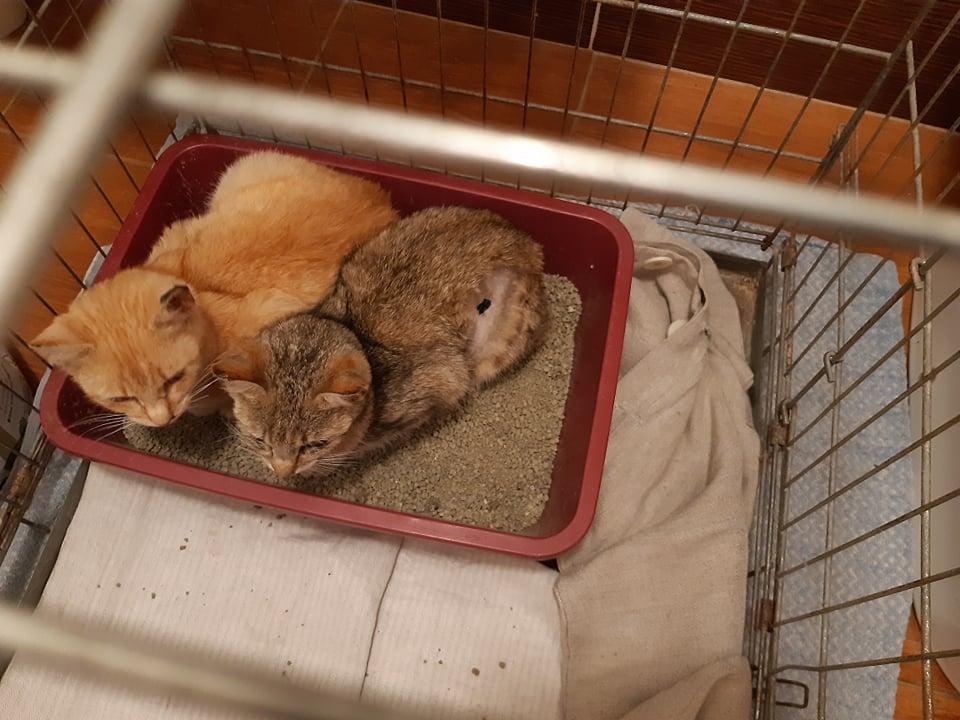 PROJEKT FELITI KASTRUJE – PŘÍBĚH č. 4872-4873...