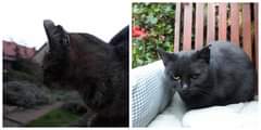 Na obrázku může být: cat a outdoor
