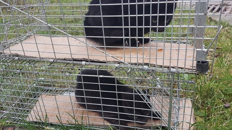 PROJEKT FELITI KASTRUJE – PŘÍBĚH č. 5566-5568...