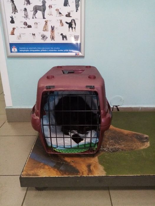 PROJEKT FELITI KASTRUJE – PŘÍBĚH č. 5574...