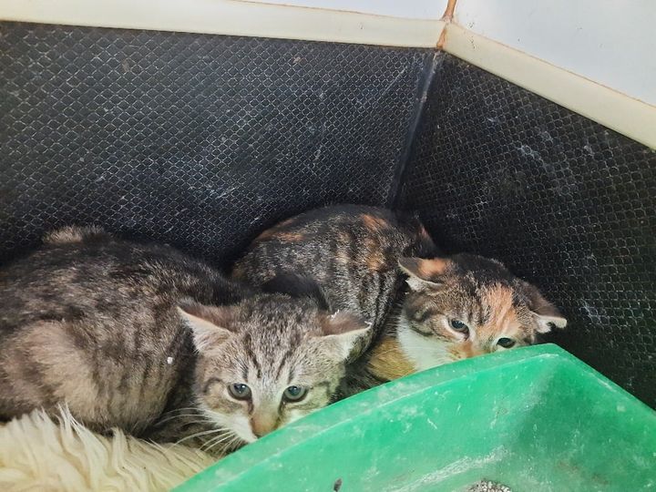 

PROJEKT FELITI KASTRUJE – PŘÍBĚH č. 5578-5579
 Manželům z ...