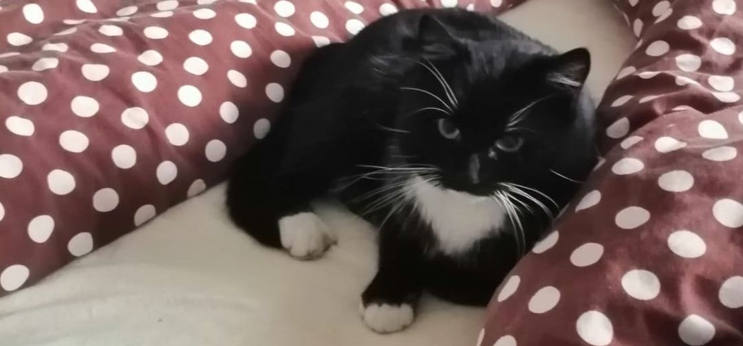 PROJEKT FELITI KASTRUJE – PŘÍBĚH č. 5587...