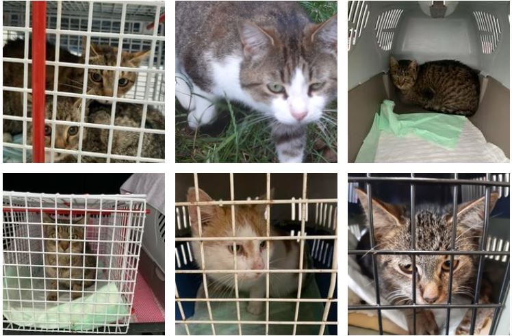 

PROJEKT FELITI KASTRUJE – PŘÍBĚH č. 5609 - 5615
 Ve spolup...