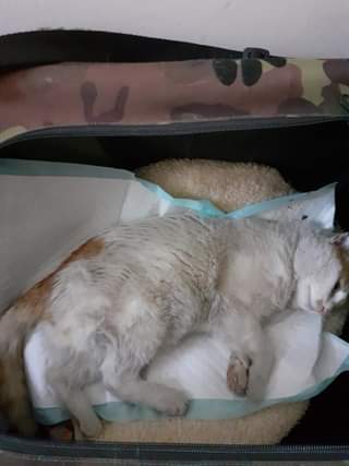 Může jít o obrázek cat a dog