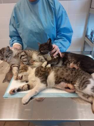 Může jít o obrázek cat a indoor