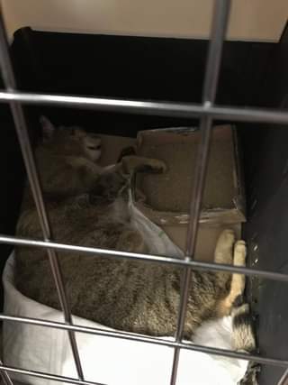 Může jít o obrázek cat a indoor