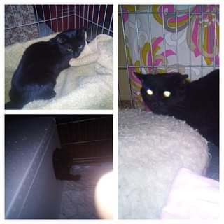 Může jít o obrázek kočka