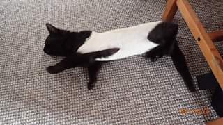 Může jít o obrázek cat a indoor