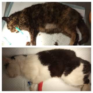 Může jít o obrázek 1 person a cat