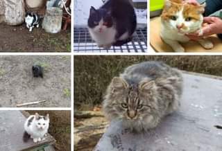 Může jít o obrázek cat a text