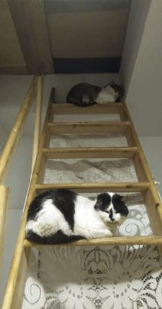 Může jít o obrázek cat a indoor