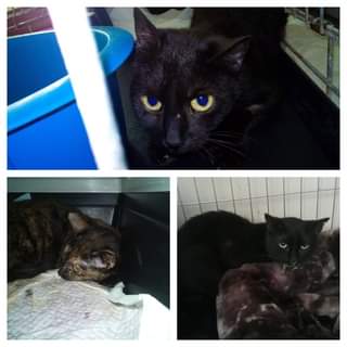 Může jít o obrázek cat a indoor