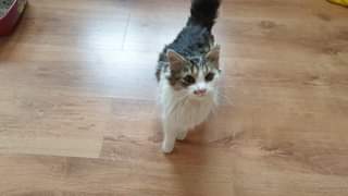 Může jít o obrázek cat a indoor