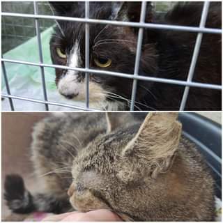 Může jít o obrázek kočka