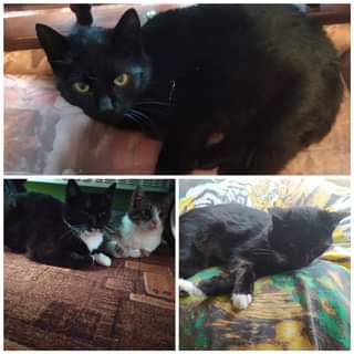 Může jít o obrázek kočka