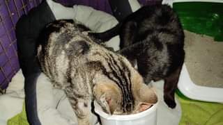 Může jít o obrázek cat a indoor