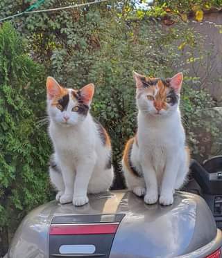 Může jít o obrázek cat a outdoors