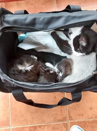 Může jít o obrázek kočka