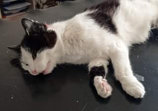 Může jít o obrázek kočka