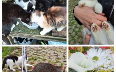 PROJEKT FELITI KASTRUJE – PŘÍBĚH č. 8034-8035…