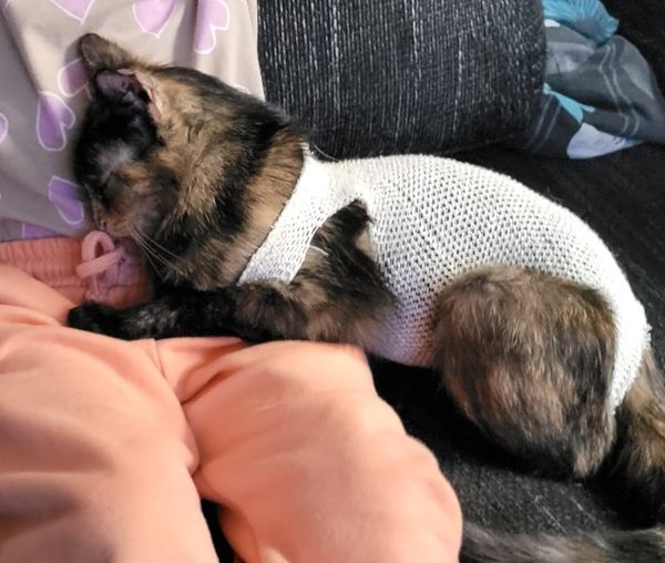 PROJEKT FELITI KASTRUJE – PŘÍBĚH č. 8317
 Posílám příběh této kočičky, přitoulal...