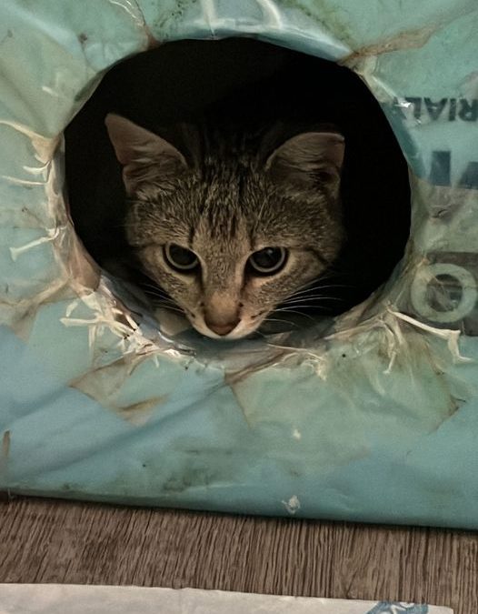 PROJEKT FELITI KASTRUJE – PŘÍBĚH č. 8334
 Od cca tří měsíců se společně se souse…