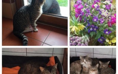 PROJEKT FELITI KASTRUJE – PŘÍBĚH č. 8341-8342
 Pokračujeme v kastracích tlupy ve…