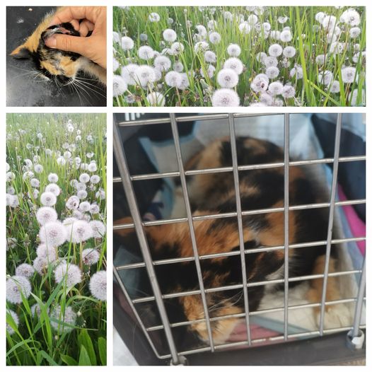 PROJEKT FELITI KASTRUJE – PŘÍBĚH č. 8379
 Kočička Minnie zůstala doma paní Lucii...