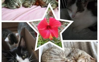 PROJEKT FELITI KASTRUJE – PŘÍBĚH č. 8415-8418
 Paní Kateřinu si vybralo několik …
