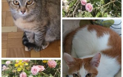 PROJEKT FELITI KASTRUJE – PŘÍBĚH č. 8420-8421
 Paní Monika na území firmy, kde p…