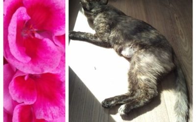 PROJEKT FELITI KASTRUJE – PŘÍBĚH č. 8422
 U Jablunkova u paní Kristýny začíná ná…