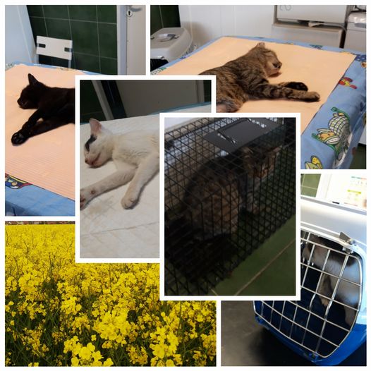PROJEKT FELITI KASTRUJE – PŘÍBĚH č. 8481-8485
 Tady máme dalších pět vykastrovan...