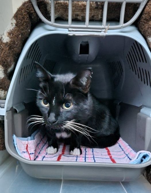 PROJEKT FELITI KASTRUJE – PŘÍBĚH č. 8253
 Kočička si postupně  „adoptovala“ pána…