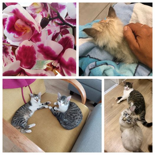 PROJEKT FELITI KASTRUJE – PŘÍBĚH č. 8732-8734
 Zde jsme pomohli paní uhradit Dag...